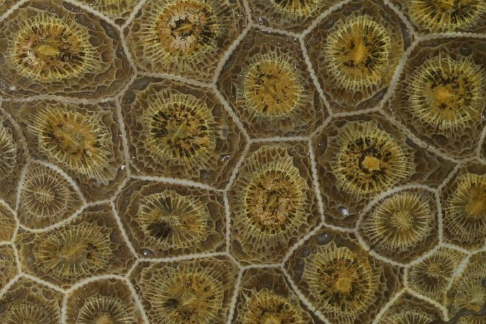 Polished Fossil Coral (Actinocyathus) - Morocco #136291